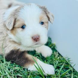 Lady - Red merle female Aussiedoodle puppy in Hempstead, Texas from Young Gun Aussies