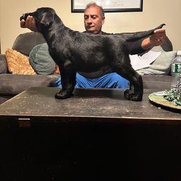 Floki - Labrador Retriever