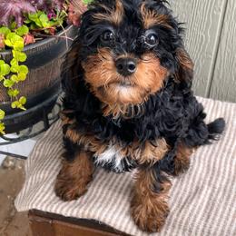 Winnie - Tri-color female Bernedoodle puppy in Caldwell, Idaho from Treasure Valley Poodles