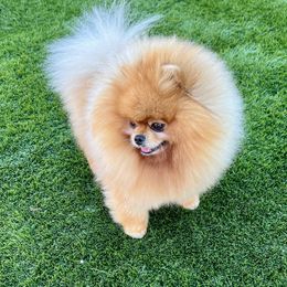 James - Orange male Pomeranian puppy in Hot Springs, Arkansas from Pomeranian Empire