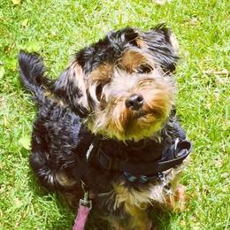 Mocha - Yorkshire Terrier