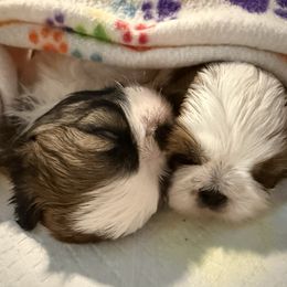 Sparky - Tricolor male Shih Tzu puppy in San Jose, California from Bay Area Shih Tzu