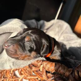Aurora - Black and rust female Doberman Pinscher puppy in Lynn, Michigan from Creekside Dobermans