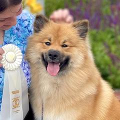 Finnish Lapphunds from Moonshot Finnish Lapphunds