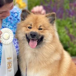 Finnish Lapphunds from Moonshot Finnish Lapphunds