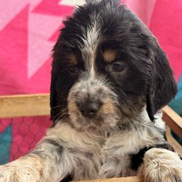 Heartbreak yellow - Black white and tan female English Springer Spaniel puppy in Cleburne, Texas from Powers English Springer Spaniels