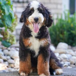 Speedy (level 2 socialization program grad) - Tri-color female Bernedoodle puppy in Dundee, Ohio from Down Home Doodle
