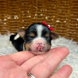 Girl 2 - Black tan and white female Biewer Terrier puppy in Winslow, Arkansas from Morning Glory Puppies