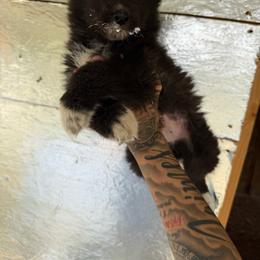 Boy 2 - Black and white male Siberian Husky puppy in Uhland, Texas from Siberian Huskies