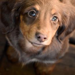 Dean - Chocolate and tan male Dachshund puppy in Momence, Illinois from Happy Little Doxies