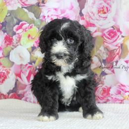 Clara - Black and white female Sheepadoodle puppy in Lowry City, Missouri from Cooper Creek Puppies