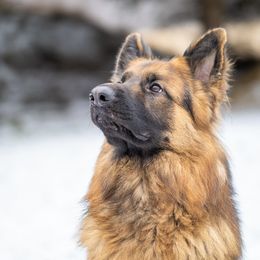 Baron - German Shepherd