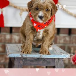 True - Red male Australian Labradoodle puppy in Redding, California from Shasta Royal Monroe Puppies