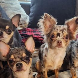 Chihuahuas from Paw's & Awe's Chihuahuas