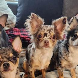 Chihuahuas from Paw's & Awe's Chihuahuas