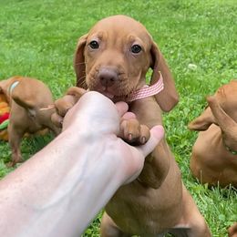 Patty - Golden rust female Vizsla puppy in Bloomington, Indiana from Envizion