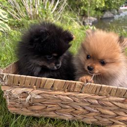 Pomeranian Puppies from Maine Pom’s