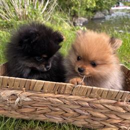 Pomeranian Puppies from Maine Pom’s