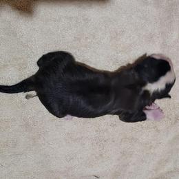 Patty - Brown and white male Saint Bernard puppy in Lowpoint, Illinois from Minnie's Majestic Saints