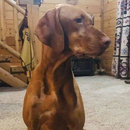 Vizslas from Lone Pine Vizslas
