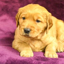Golden Retrievers from Jesse Hinckley's Golden Retrievers