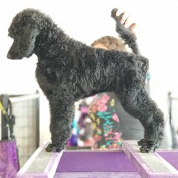 Poodle Puppies from Celeto Standard & Miniature Poodles