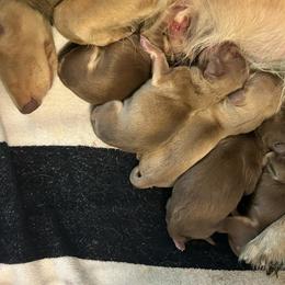 GIRL 1 - Cream female Dachshund puppy in Hutto, Texas from R.G. Dachshunds