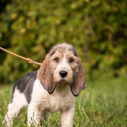 Grand Basset Griffon Vendeen Puppies from Straylight GBGV