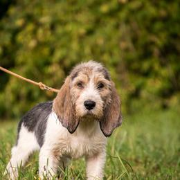 Grand Basset Griffon Vendeen Puppies from Straylight GBGV