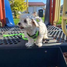 Maltese Puppies from Puppy Promise