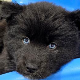 Midnight - Black male Siberian Husky puppy in East Tawas, Michigan from BurnsBerg's Woolies
