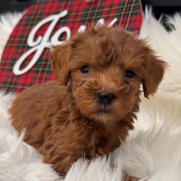 Tiny Tim - Red  male Goldendoodle puppy in Nortonville, Kentucky from Deb’s KY Doodles