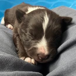 Daisy - Red & white female Australian Shepherd puppy in Wellington, Missouri from CV Aussies