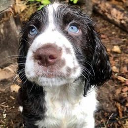 English Springer Spaniels from Ruby’s Springer Spaniels