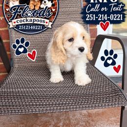 Prince - Buff and white male Cockapoo puppy in Mobile, Alabama from Ace of Spades Yorkies