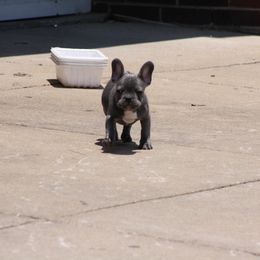 French Bulldog Puppies from Gorilla Zoo Kennels