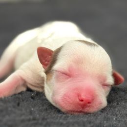 Girl - Parti female Yorkshire Terrier puppy in Los Angeles, California from 818 Yorkies