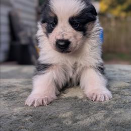 Green Collar - Panda female German Shepherd puppy in Millan, Illinois from Volhouden German Shepherds