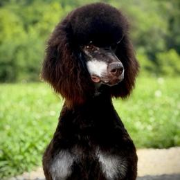 Gomez - Poodle