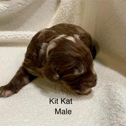 Aussiedoodle Puppies from White River Doodles