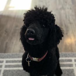 Stormy - Poodle