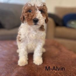 Alvin - Parti male Goldendoodle puppy in Strasburg, Pennsylvania from Still Water Puppies