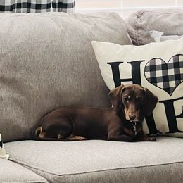 Willow - Dachshund