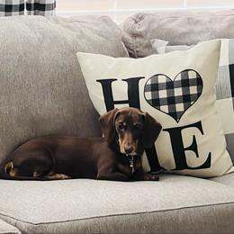 Willow - Dachshund