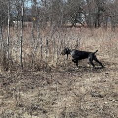 German Wirehaired Pointer All Grown Up from Humdinger Kennel