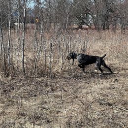 German Wirehaired Pointer All Grown Up from Humdinger Kennel