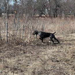 German Wirehaired Pointer All Grown Up from Humdinger Kennel