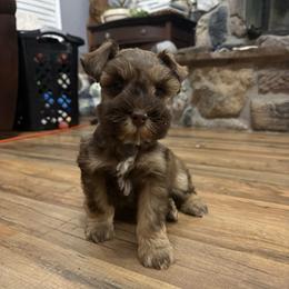 Beaux - Liver male Miniature Schnauzer puppy in Lufkin, Texas from C&K’s Schnauzer House