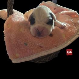 Girl 4 - female Boxer puppy in Leland, North Carolina from Ocean Breeze Boxers