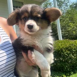 Girl 3 - Black and tan female Pembroke Welsh Corgi puppy in Clarksville, Tennessee from Cooler Farms Corgis